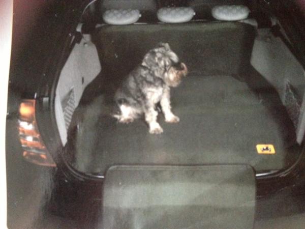 Borgerskab Nat sted Udveksle Hund i bilen